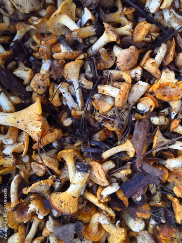 The crude yellow chanterelle mushrooms collected in the forest