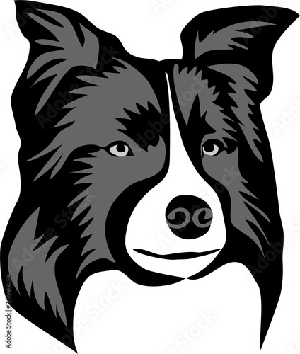 Border collie portrait