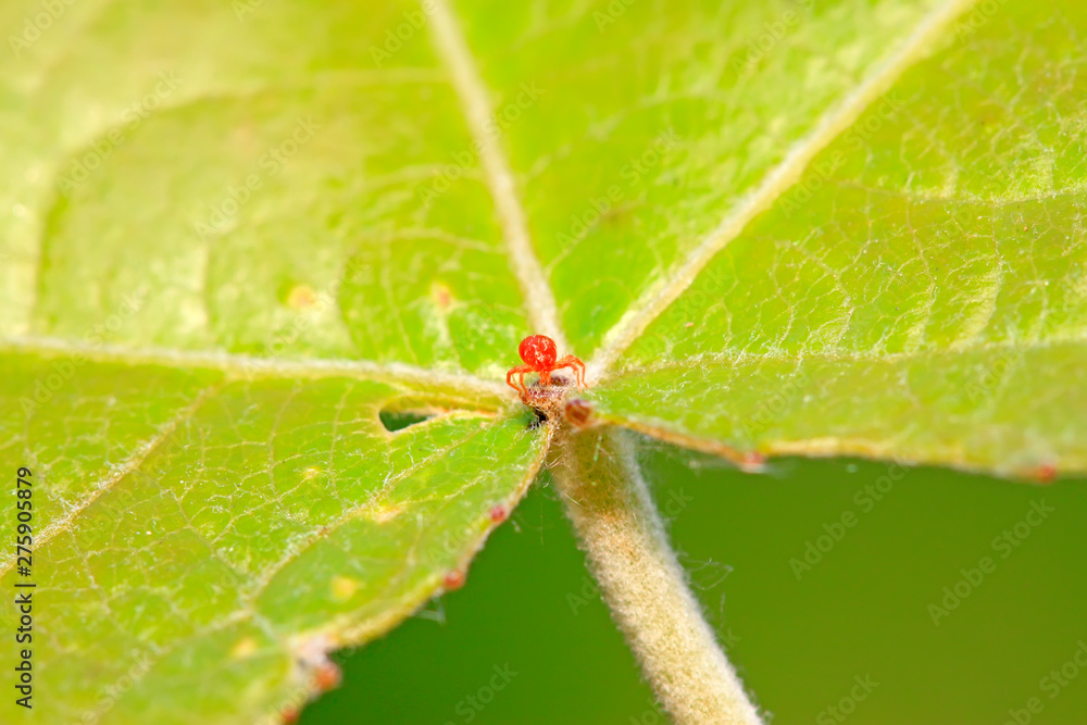 red mite on plant