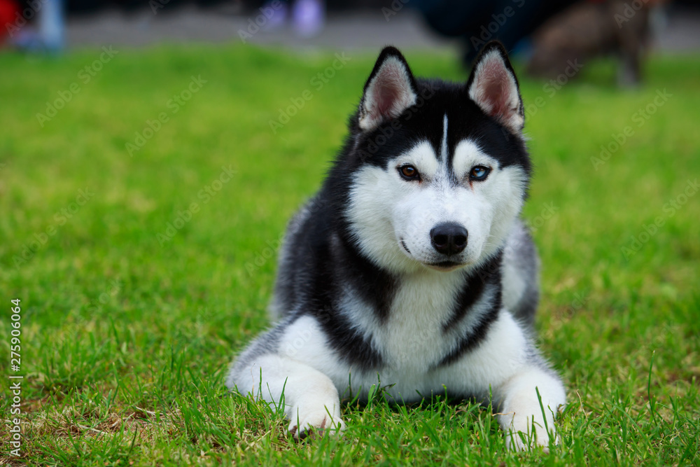 Dog breed Siberian husky Dog breed Siberian husky