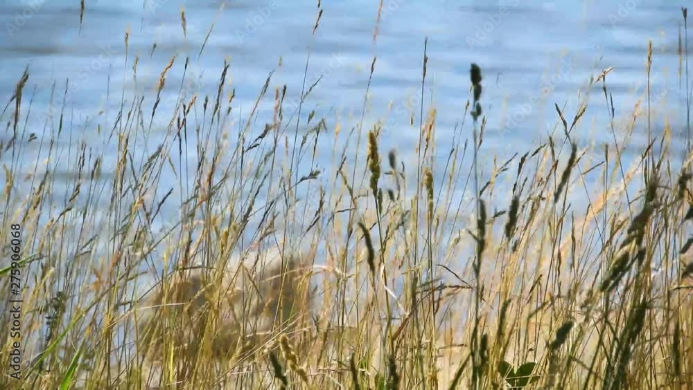windy weather with high yellow grass in front of the lake windy weather with high yellow grass in front of the lake