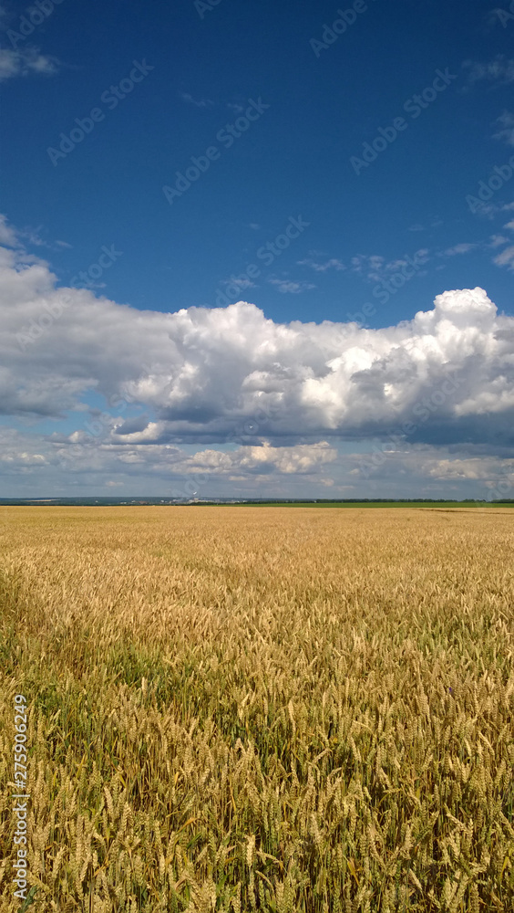 Wheat field under blue cloudy sky in Ukraine