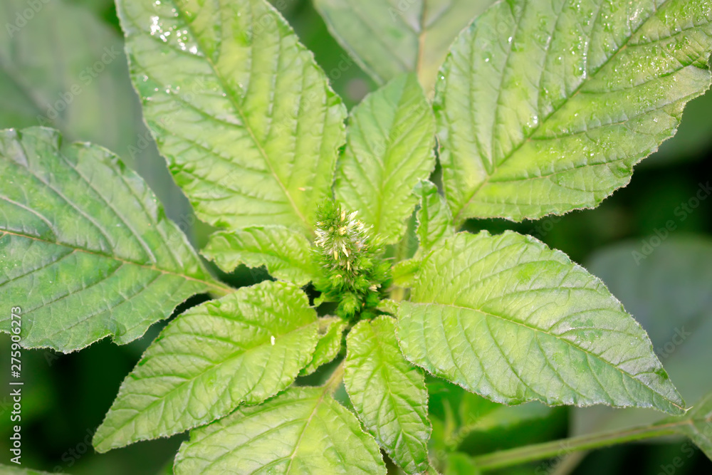 Amaranthus lividus,a kind of wild vegetables Amaranthus lividus,a kind of wild vegetables