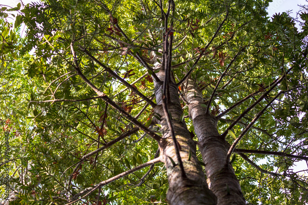 Fototapeta premium Young New Zealand Kauri tree