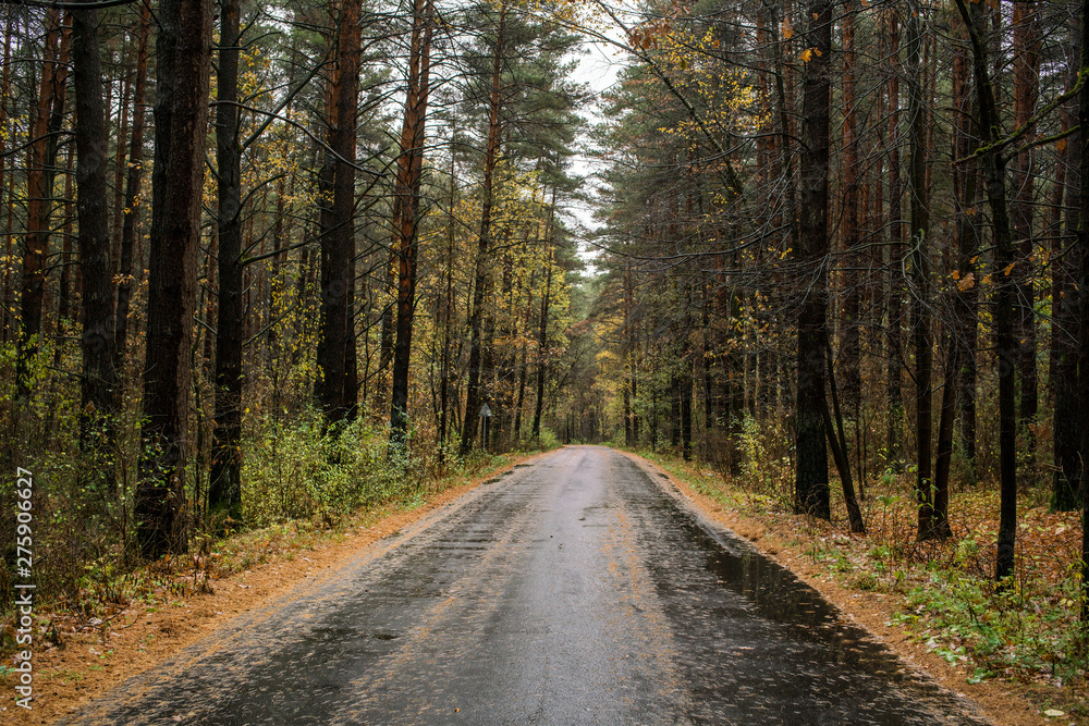 Fototapeta premium lonely empty wet asphalt rural road through autumn woods, rainy autumn time