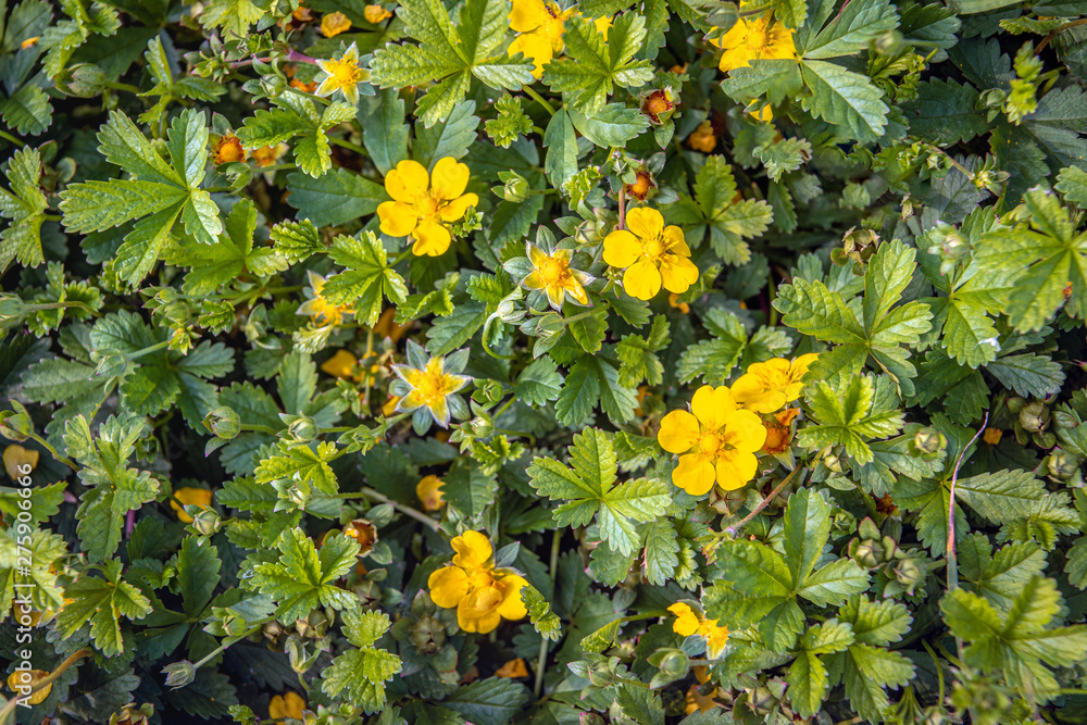 Budding, bloomin and overblown creeping cinquefoil plants from close