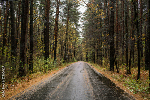 lonely empty wet asphalt rural road through autumn woods, rainy autumn time
