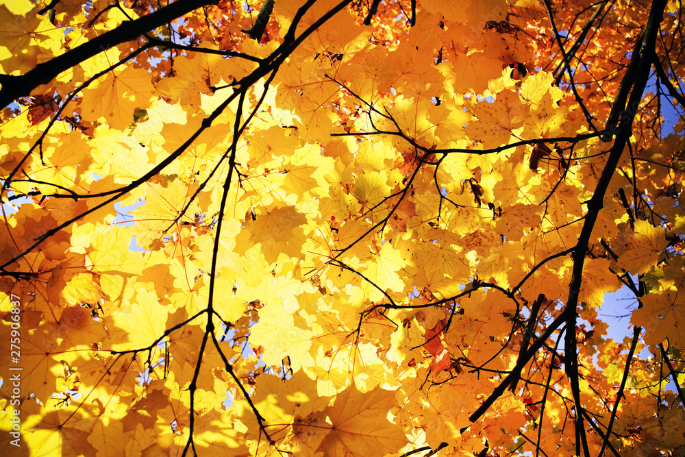 Sunny daylight illuminates crown of maple tree, autumn time in city park, yellow autumn foliage background and texture Sunny daylight illuminates crown of maple tree, autumn time in city park, yellow autumn foliage background and texture