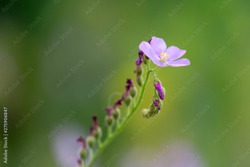 flower of drosera capensis, carnivorous plant flower of drosera capensis, carnivorous plant