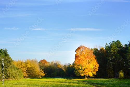 autumn tree with bright golden crown of yellow foliage in autumn field landscape, forest and trees background