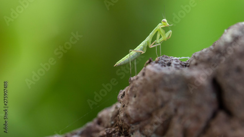 a baby praying mantis on a volcanic rock