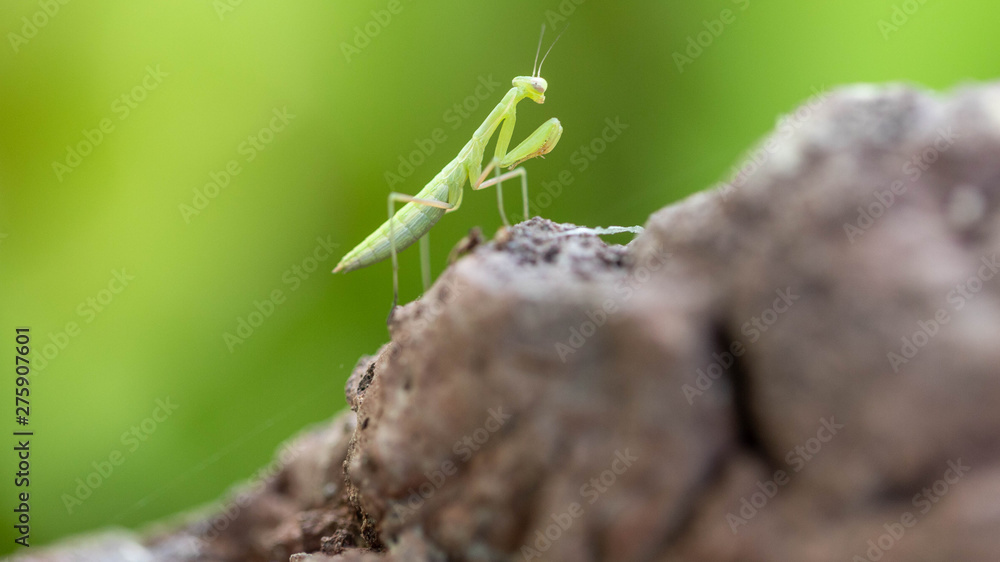 a baby praying mantis on a volcanic rock a baby praying mantis on a volcanic rock
