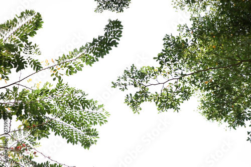 Nature green leaves beautiful on tree isolated background