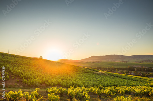 View of the Beaujolais region, in France, with its Vineyard in the golden hour