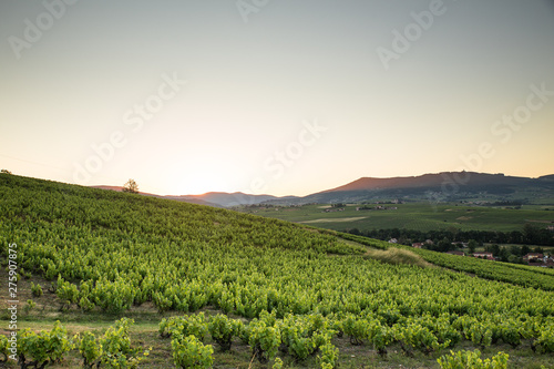 View of the Beaujolais region  in France  with its Vineyard in the golden hour