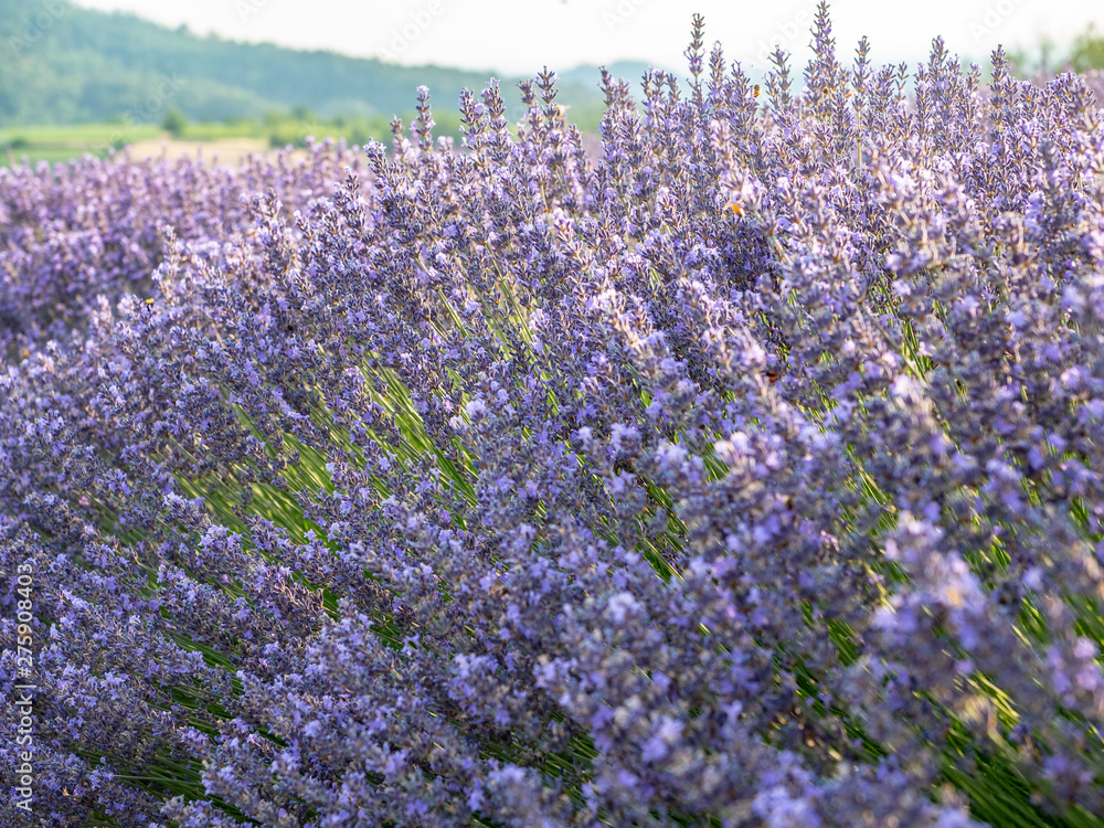 Obraz premium Flowering of the lavender flower
