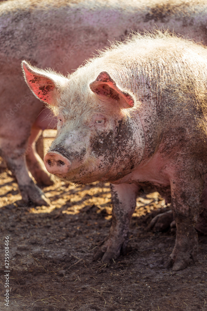Portrait of a big pink pig smeared with mud. Livestock farm. Vertically framed shot. Portrait of a big pink pig smeared with mud. Livestock farm. Vertically framed shot.