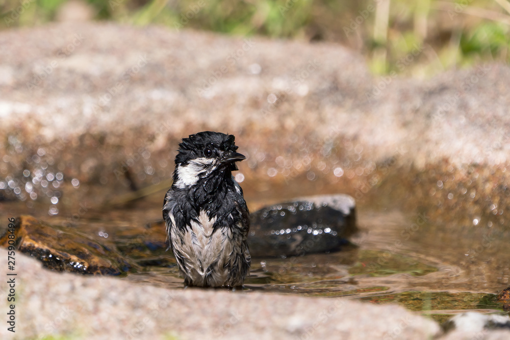 Obraz premium Front view of small wet coal tit with the head turned right sitting in a bird bath 