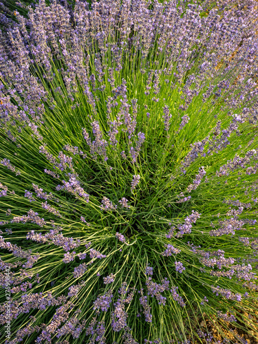 Flowering of the lavender flower
