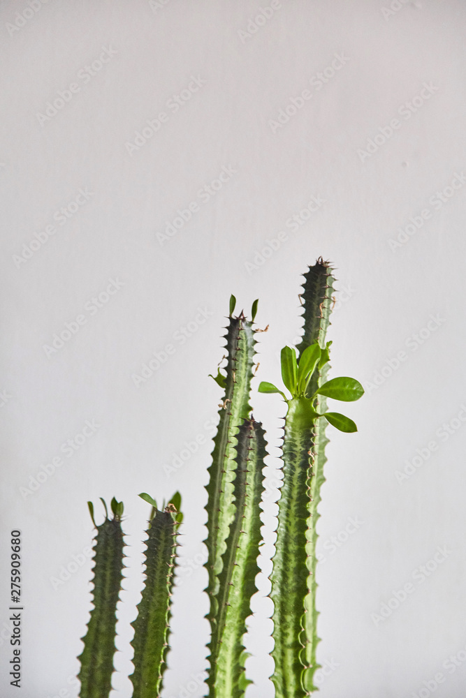 Naklejka premium cactus on a gray background