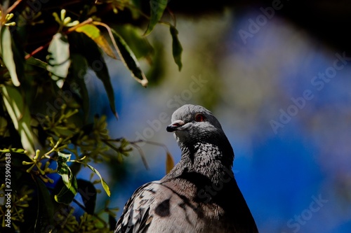 pigeon