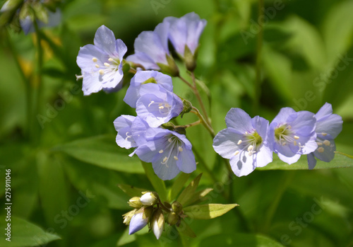 Polemonium flower (Jacob's ladder) in Botanical Garden of Cambridge University, England photo