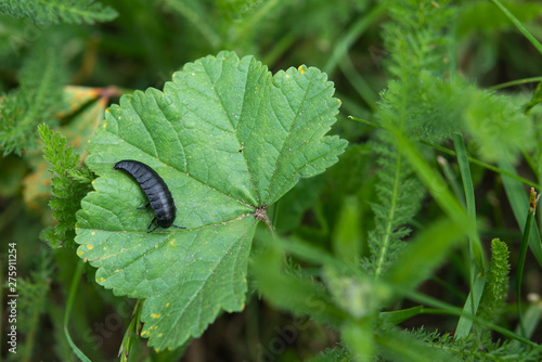 Carrion Burrowing Beetle Larvae.