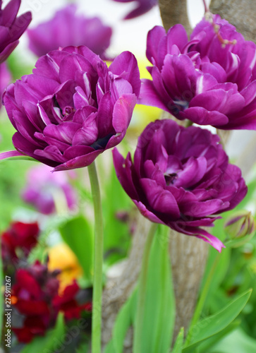 Double Negrita Tulip flowers in Botanical Garden of Cambridge University, England