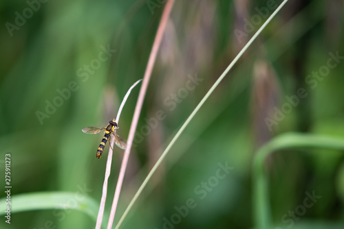 Hoverfly Resting Open Winged. © John