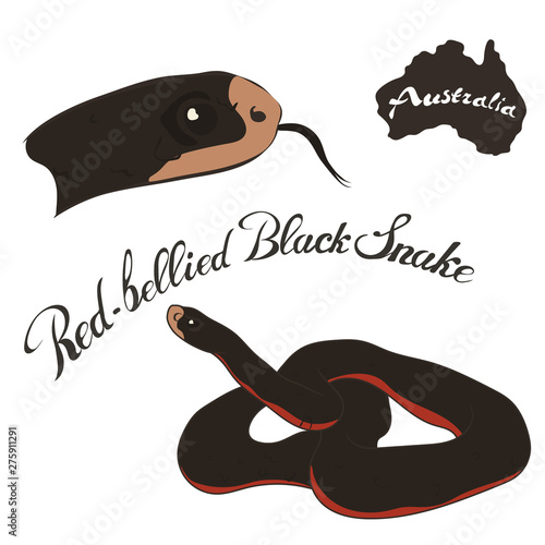 Red Bellied Black Snake vector image isolated on white background. Red-belly in full growth and head. Australian dangerous snake black with red color. Fauna Australia. Venomous snake. photo