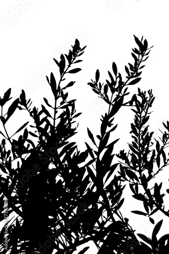 silhouettes of trees  olive branches