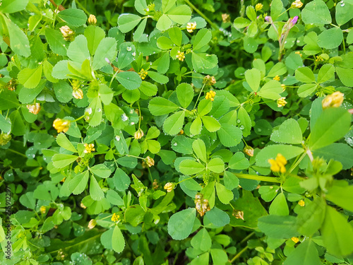 Black medick, nonesuch, or hop clover