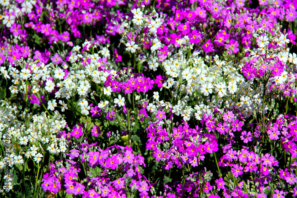 Fototapeta premium purple flowers in the garden