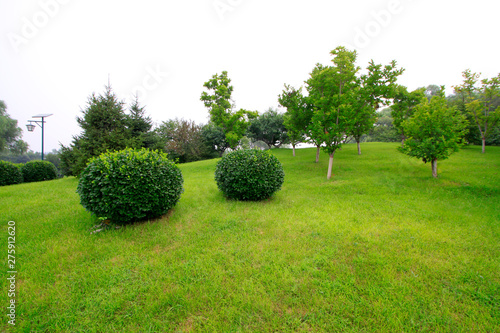 lawn and spherical plants