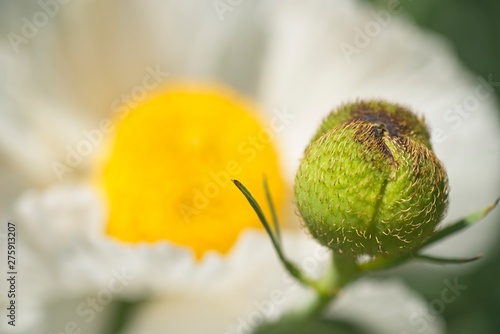 Flowers of California tree poppy photo