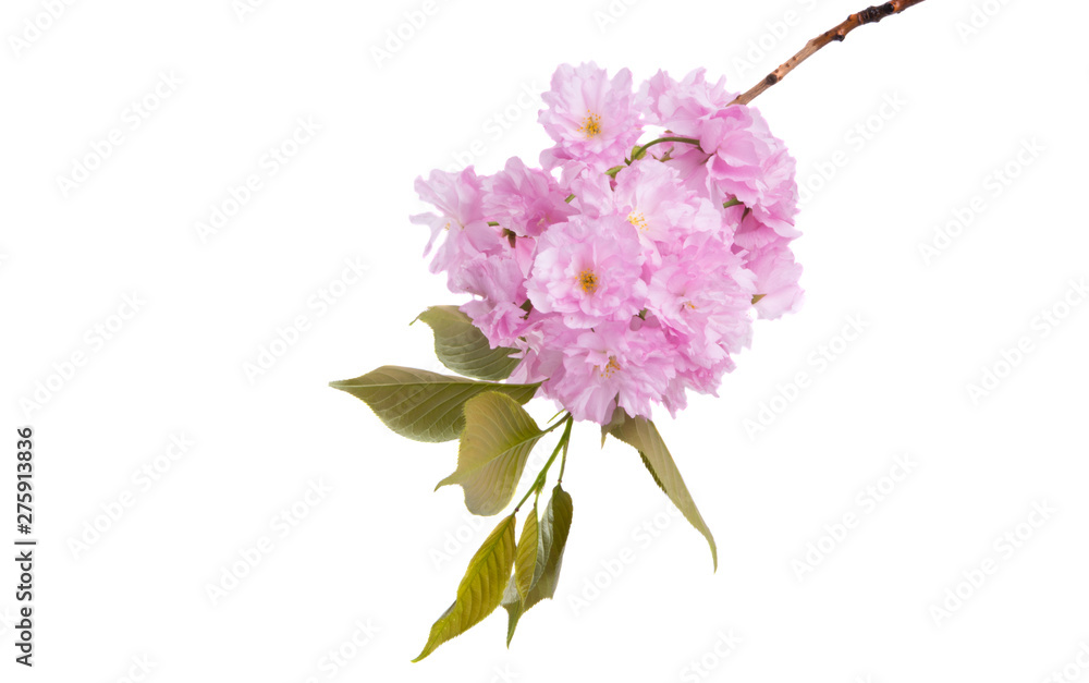 sakura flowers sakura flowers