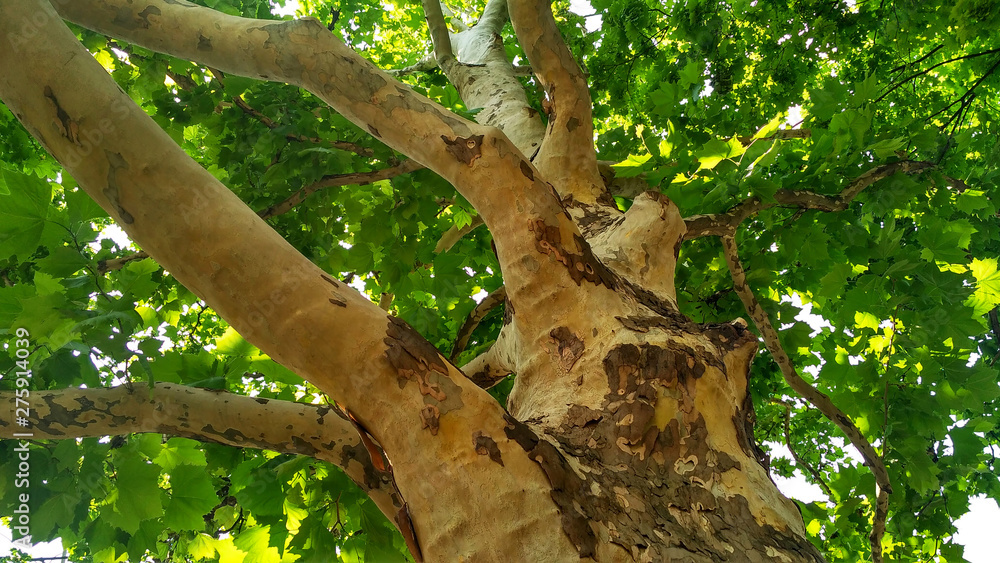 Fototapeta premium Sycamore. Platanus orientalis. Knotty yellow trunk with brown flaky bark. Bottom view