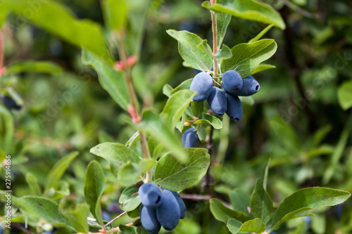 Fresh ripe blue honeysuckle berries on the branch. Selective focus. Haskap berry Bush.