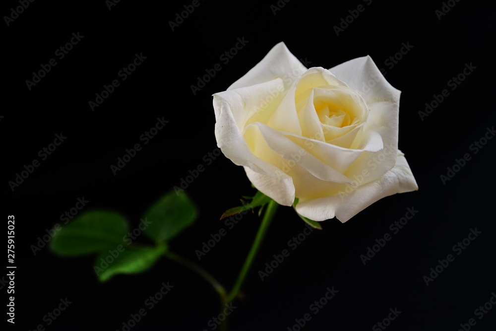 白い バラ 薔薇 ばら 一輪 黒バック 黒背景 マクロ 接写 ビビットカラー Stock Foto Adobe Stock