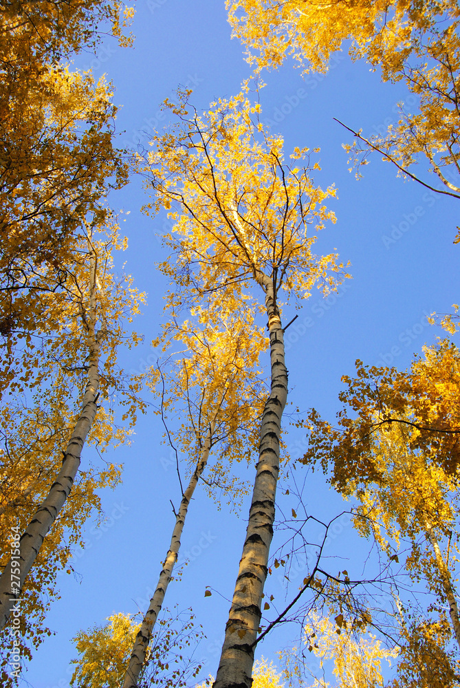 Fototapeta premium yellow autumn trees on a blue sky background