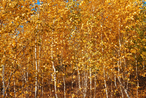 autumn  forest with yellow trees