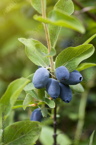 Fresh ripe blue honeysuckle berries on the branch. Selective focus. Haskap berry Bush. Rendered image