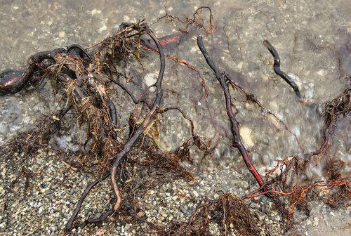 liquid macro tree wooden roots in water wave on a stones background