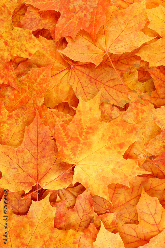 Autumn colorful maple leaves background