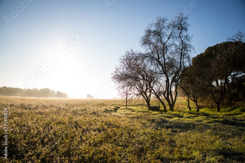 Beautiful sunny morning over field in winter with water well under tree without leaves