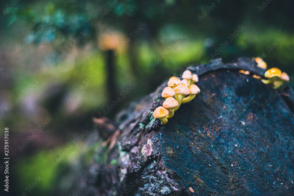 Fototapeta premium Small mushrooms group growing on a cut tree trunk