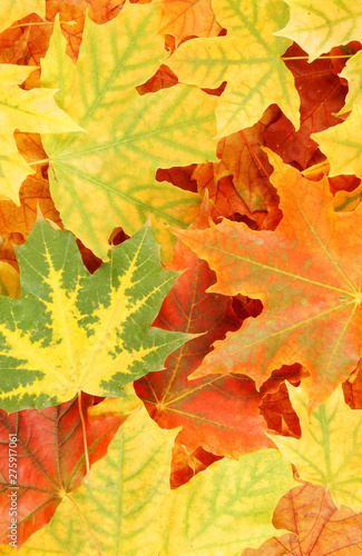 Autumn maple leaves 