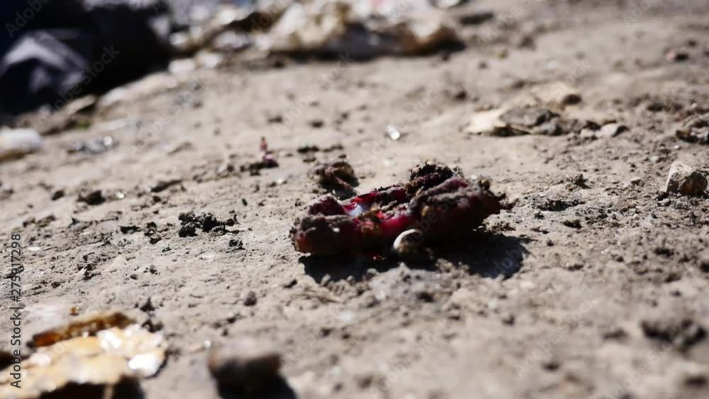 Flies eat a piece of rotten meat Flies eat a piece of rotten meat