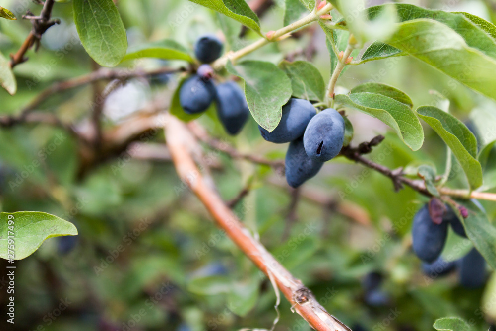 Fresh ripe blue honeysuckle berries on the branch. Selective focus. Haskap berry Bush. Fresh ripe blue honeysuckle berries on the branch. Selective focus. Haskap berry Bush.