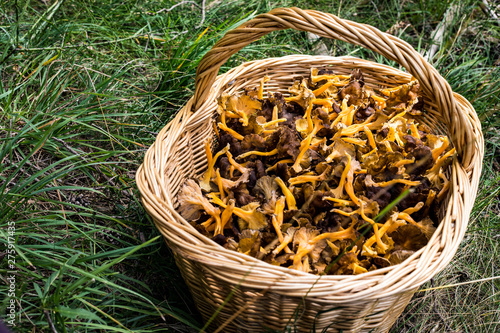 Wicker basket full with yellow foot mushrooms on the grass photo